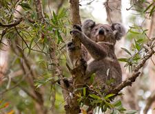 Central Coast Koalas - seen on a weekend break from Sydney