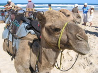 overcoming culture shock as an expat
