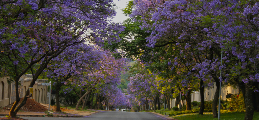 Bryanston Jacarandas