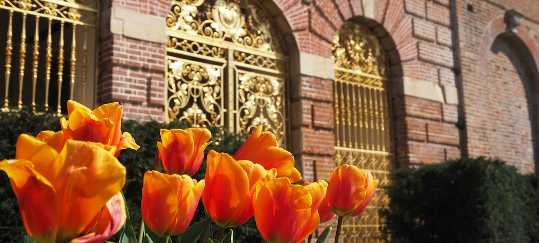 Tulips in front of a golden gate at National Trust - Cliveden