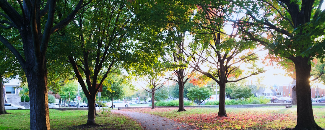 Short grass and trees in Philadelphia park