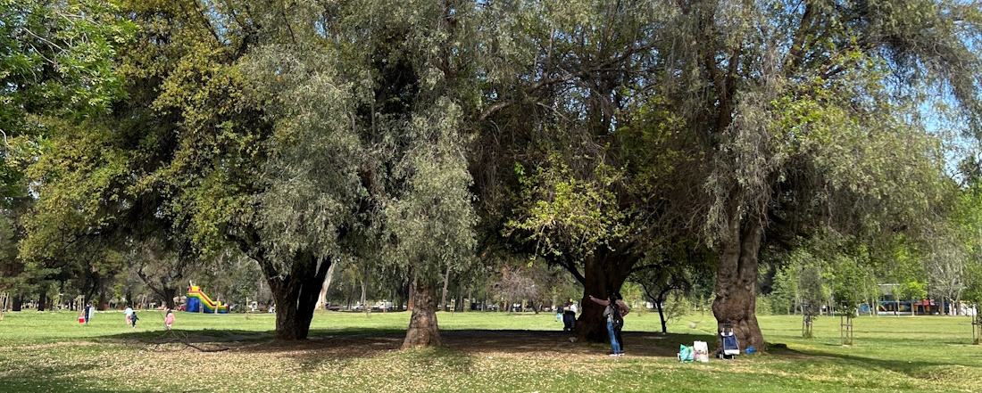 Trees in Parque Padre Hurtado