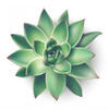 Profile picture for user succulents